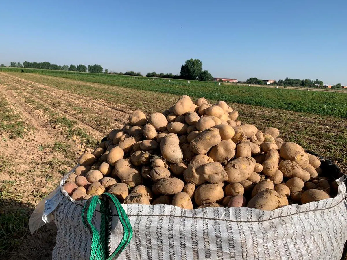 Sacos de patatas frescas listas para entrega